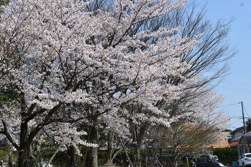 DSC_0408.JPG