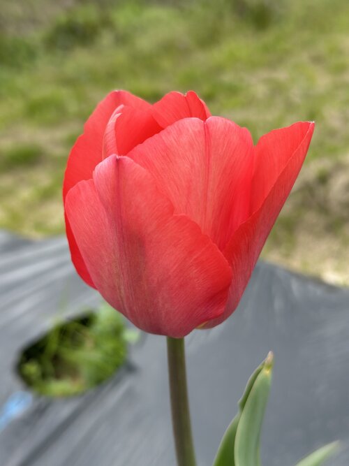 IMG_8387.JPG