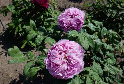 DSCF4917.JPG